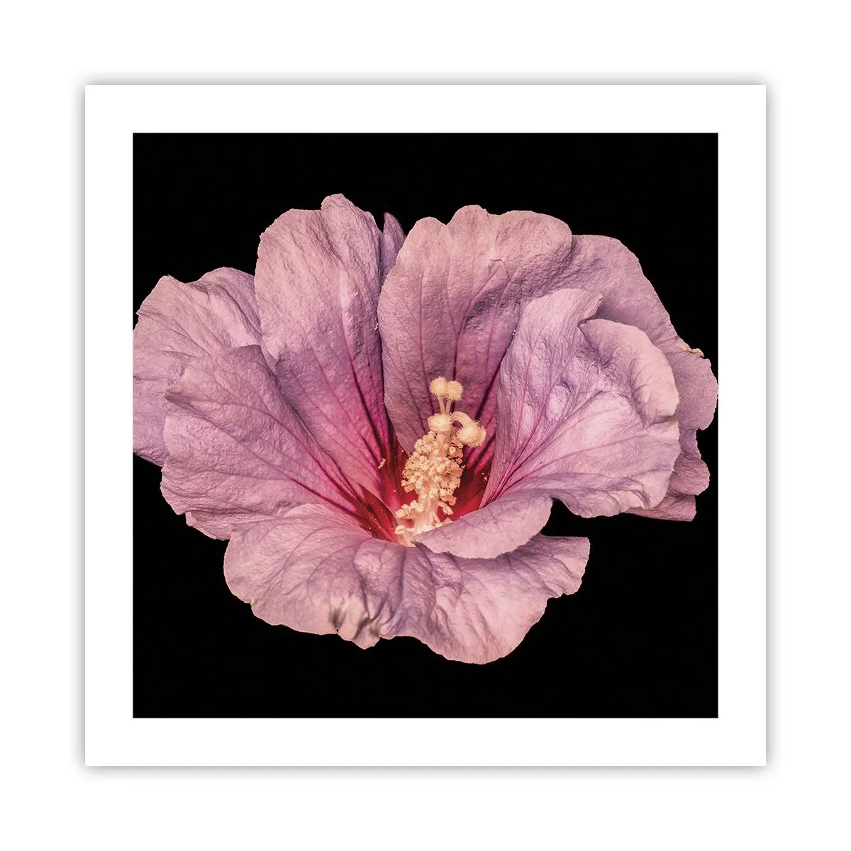 Poster - Direct la inimă - 50x50 cm