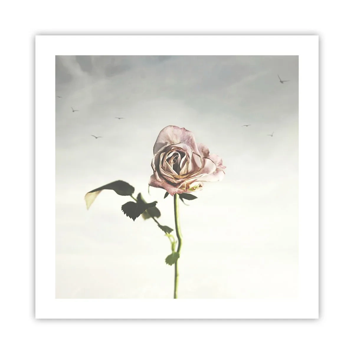 Poster - Primăvara binevenită - 50x50 cm