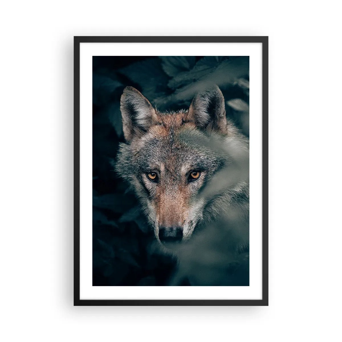Poster în ramă neagră - Portretul unui lup într-un decor misterios de pădure - 50x70cm - Vânător - Decorațiune modernă pentru perete pentru living și dormitor ARTTOR