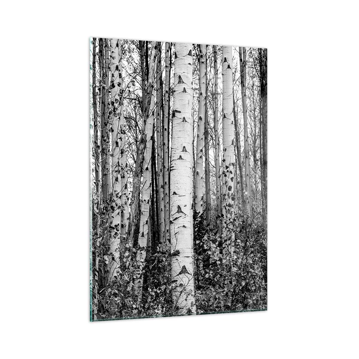 Tablou pe sticlă - Coloane de mesteacăn - 50x70 cm