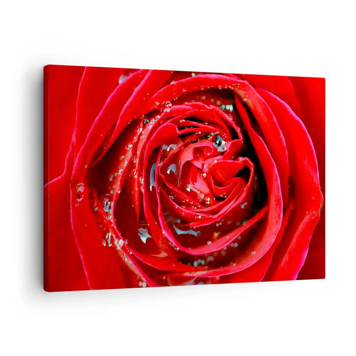 Tablou pe pânză Canvas - Prim-plan al unui trandafir roșu cu picături de apă pe petale - 70x50cm - În picături de rouă - Decorațiune modernă pentru perete pentru living și dormitor ARTTOR