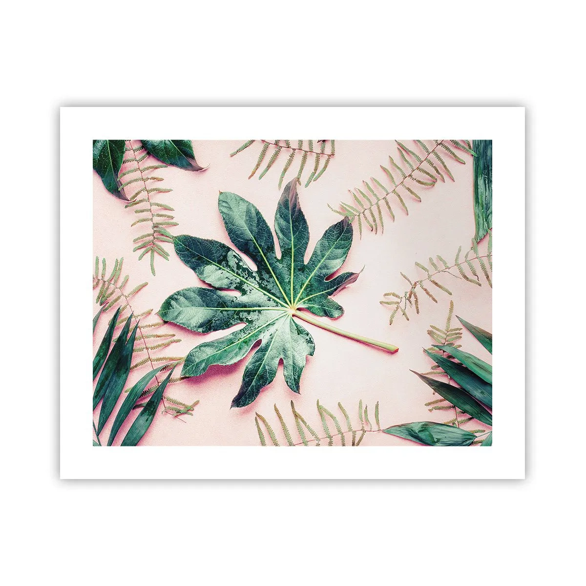 Poster - Studiu de verdeață pe un fundal roz - 50x40 cm