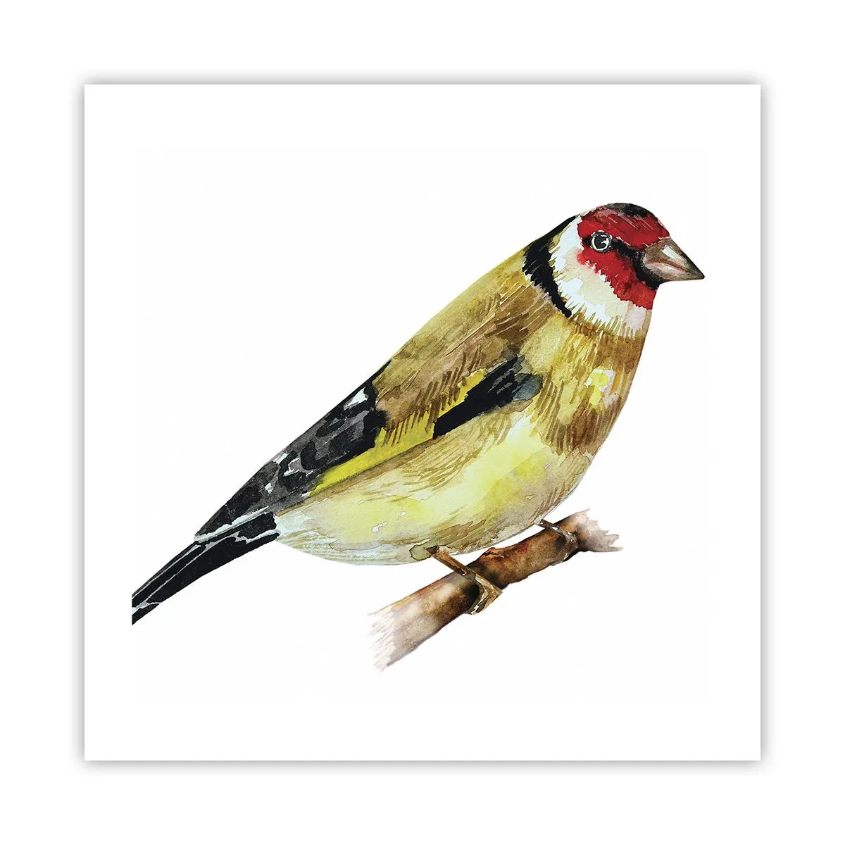 Poster - Portret de pasăre - 50x50 cm