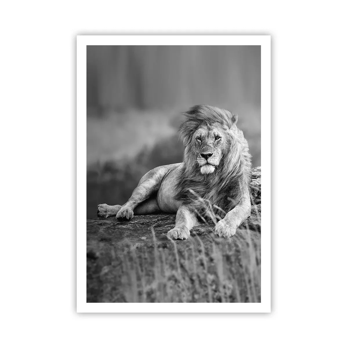 Poster - Siesta regală - 70x100 cm