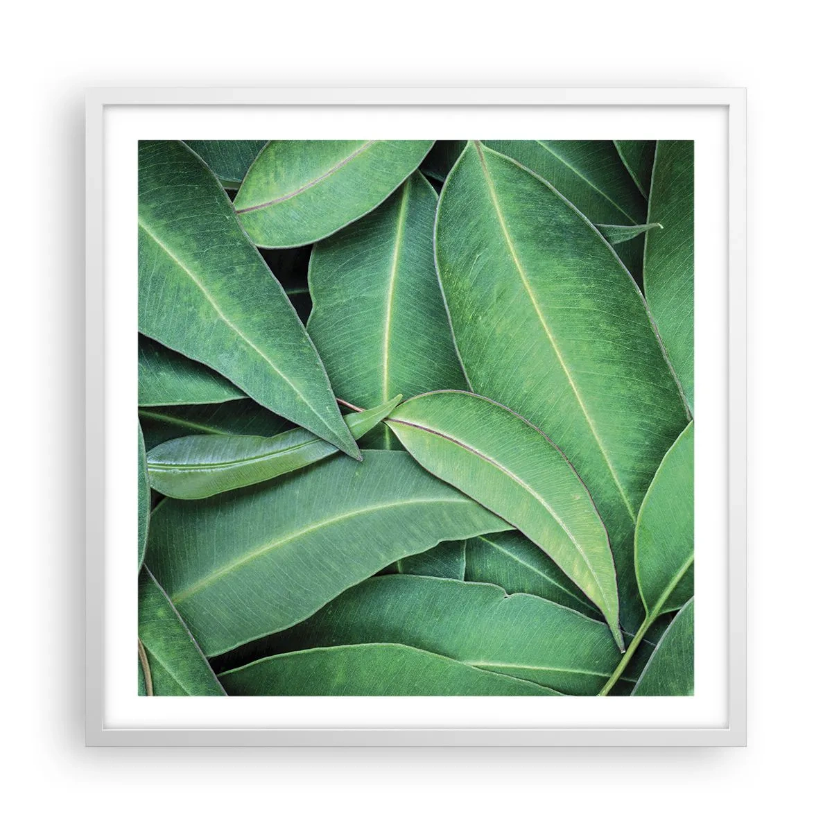 Poster în ramă albă - Suculente și proaspete - 60x60 cm