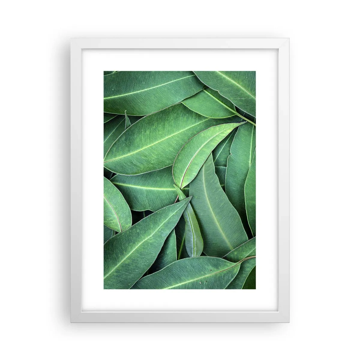 Poster în ramă albă - Suculente și proaspete - 30x40 cm
