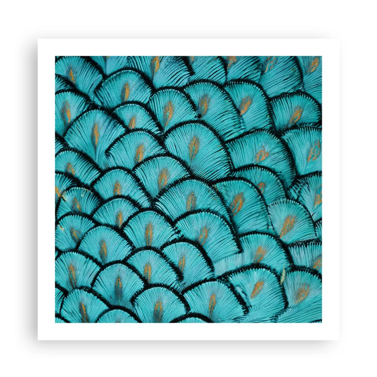 Poster - Marea gală a penelor - 60x60 cm