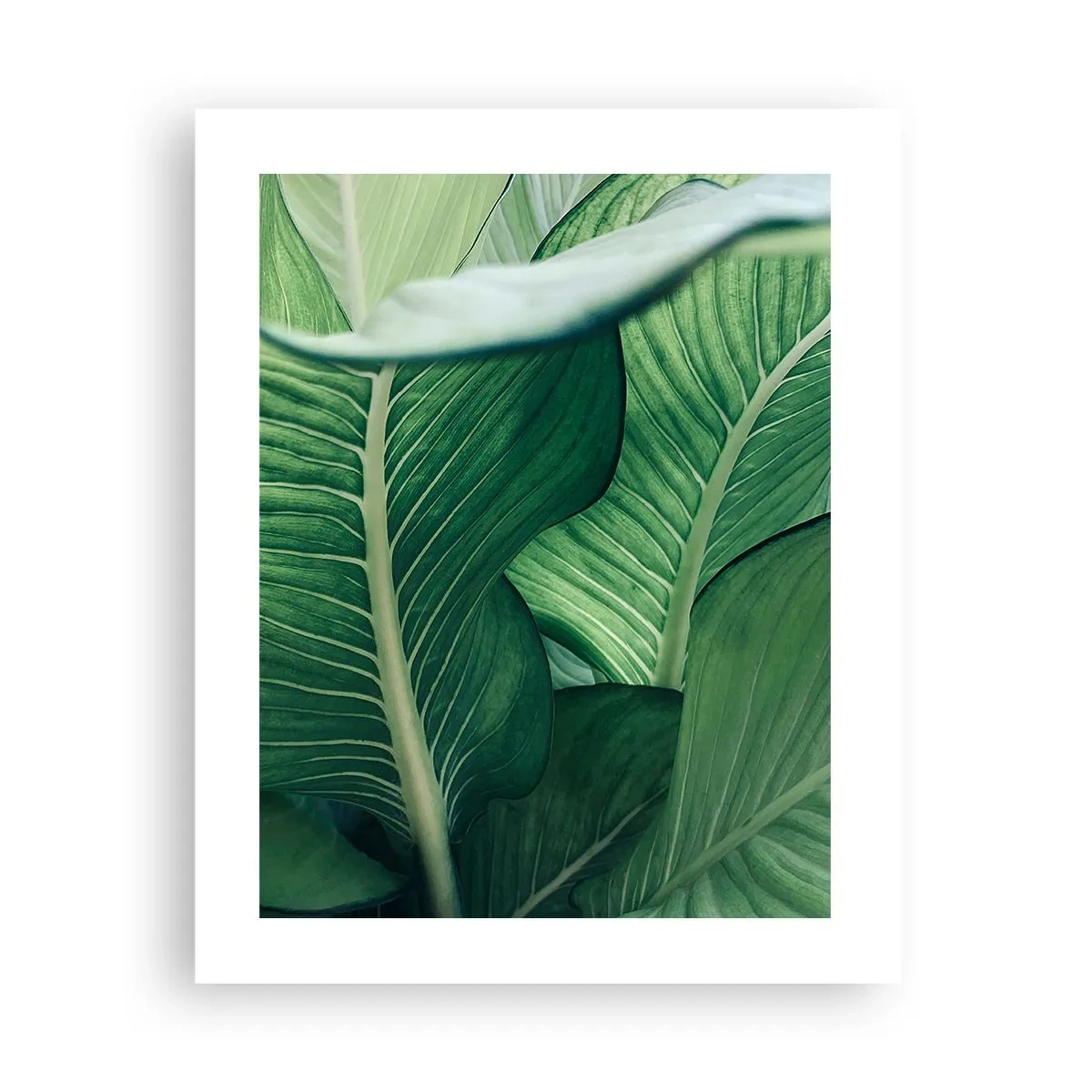 Poster - Viață intensă în verde - 40x50 cm