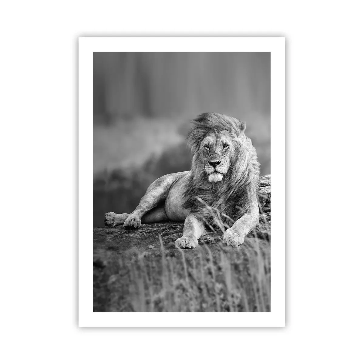 Poster - Siesta regală - 50x70 cm