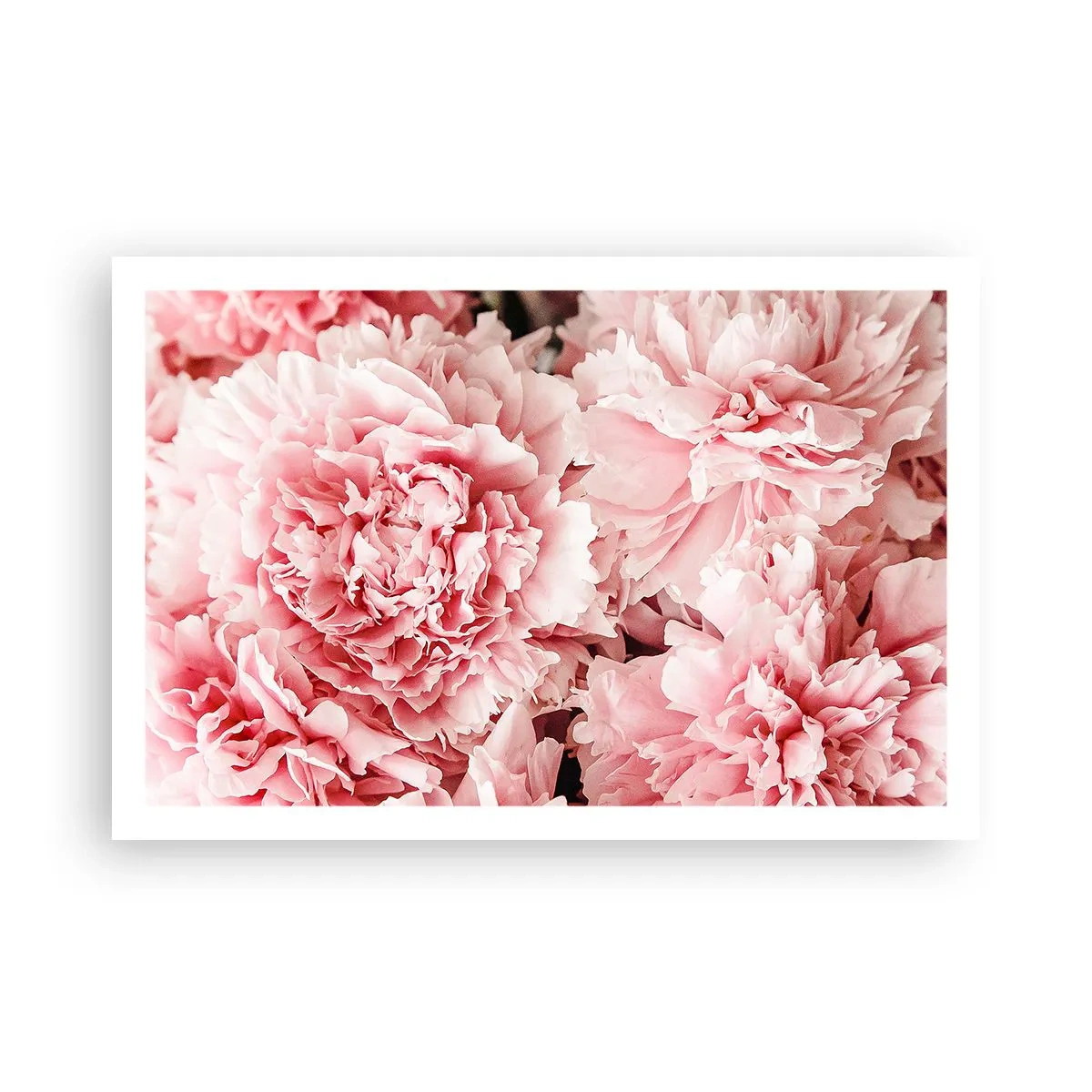 Poster - Visul roz - 91x61 cm