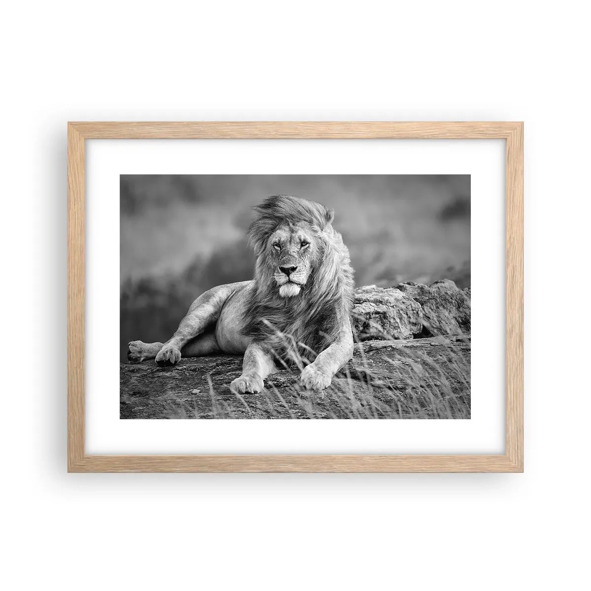 Poster în ramă de stejar deschis - Siesta regală - 40x30 cm