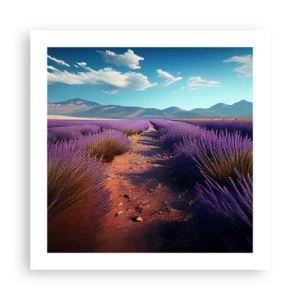 Poster - Câmpuri parfumate - 50x50 cm