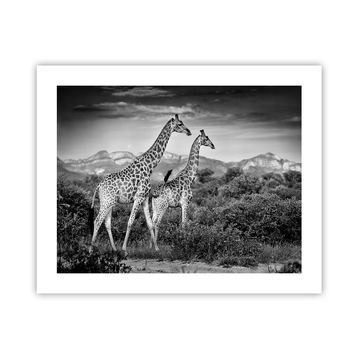 Poster - Clasele superioare din Africa - 50x40 cm