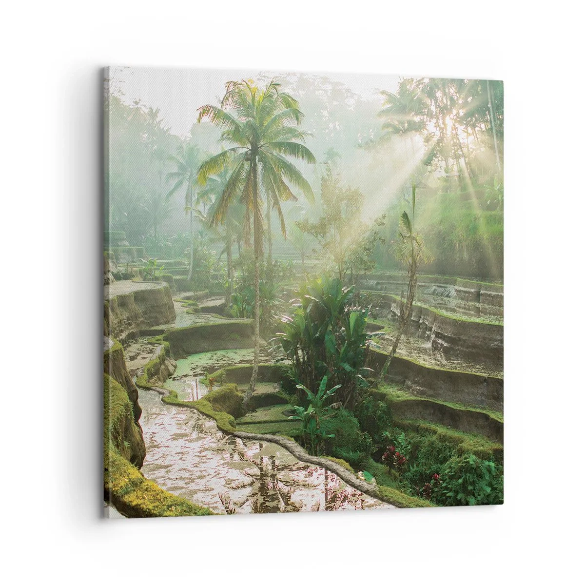 Tablou pe pânză - Crescând la soare - 60x60 cm