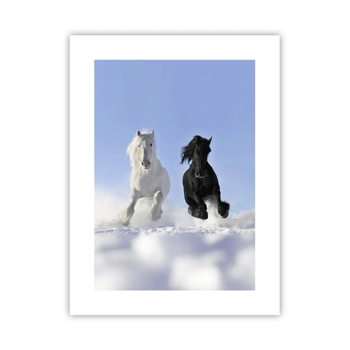 Poster - Galop de alb și negru - 30x40 cm