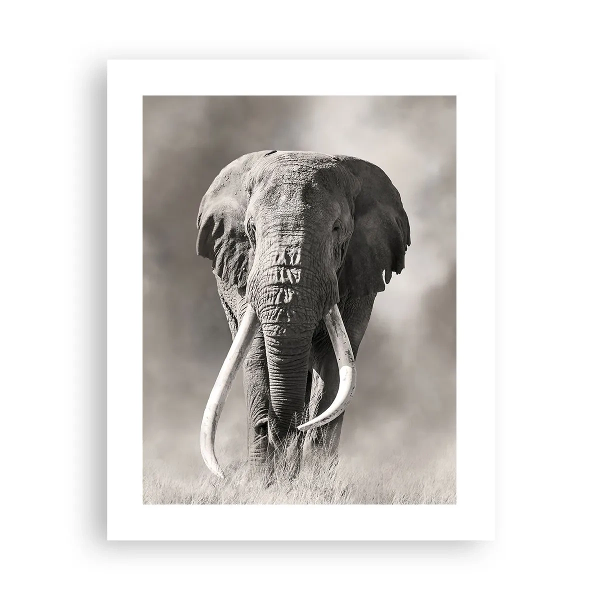 Poster - Patriarh african - 40x50 cm