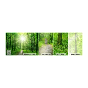 Mostră tapet autocolant Deluxe Sticker - Catedrala verde - Peisaj, pădure, Raze de soare - 100x30 cm