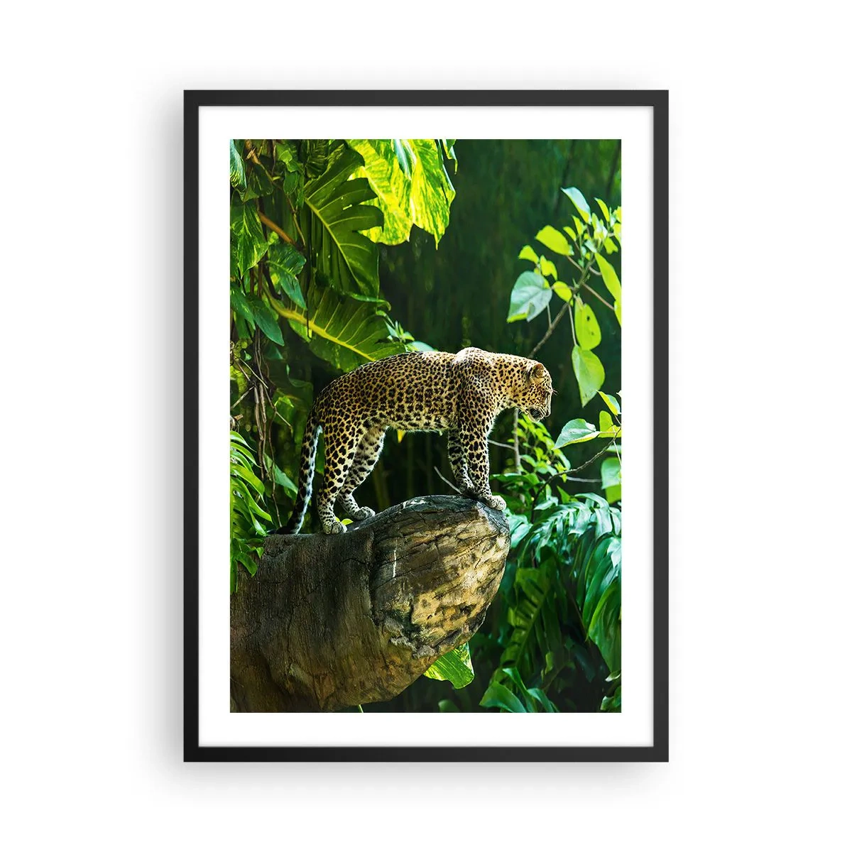 Poster în ramă neagră - Un leopard stând pe o stâncă într-o pădure tropicală - 50x70cm - La vânătoare? - Decorațiune modernă pentru perete pentru living și dormitor ARTTOR