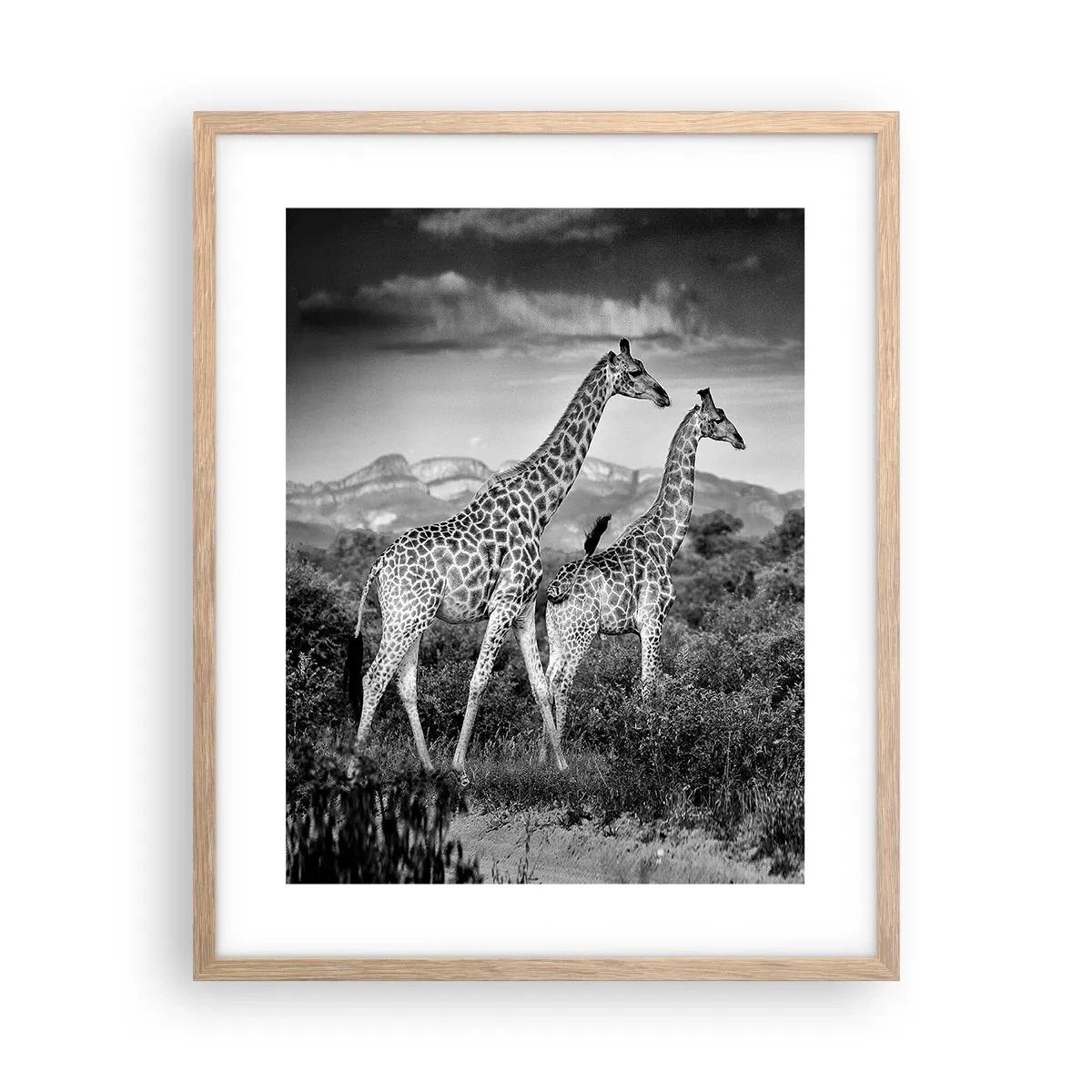 Poster în ramă de stejar deschis - Clasele superioare din Africa - 40x50 cm