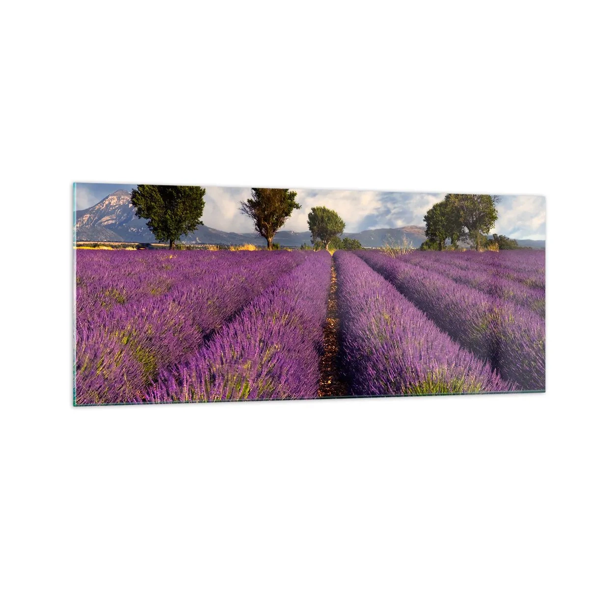 Tablou pe sticlă - Câmpuri de lavandă - 100x40 cm
