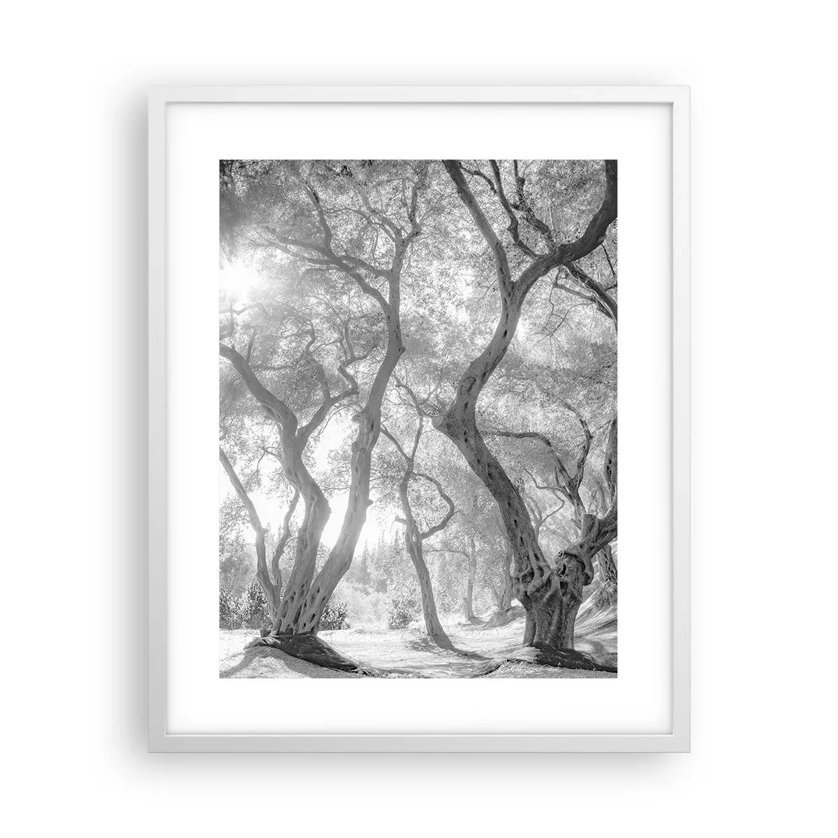 Poster în ramă albă - Într-o livadă de măslini - 40x50 cm