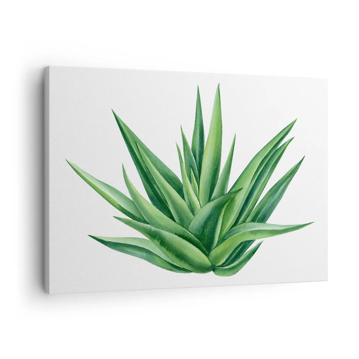 Tablou pe pânză Canvas - O plantă verde suculentă pe fundal alb - 70x50cm - Verde - putere - viață - Decorațiune modernă pentru perete pentru living și dormitor ARTTOR