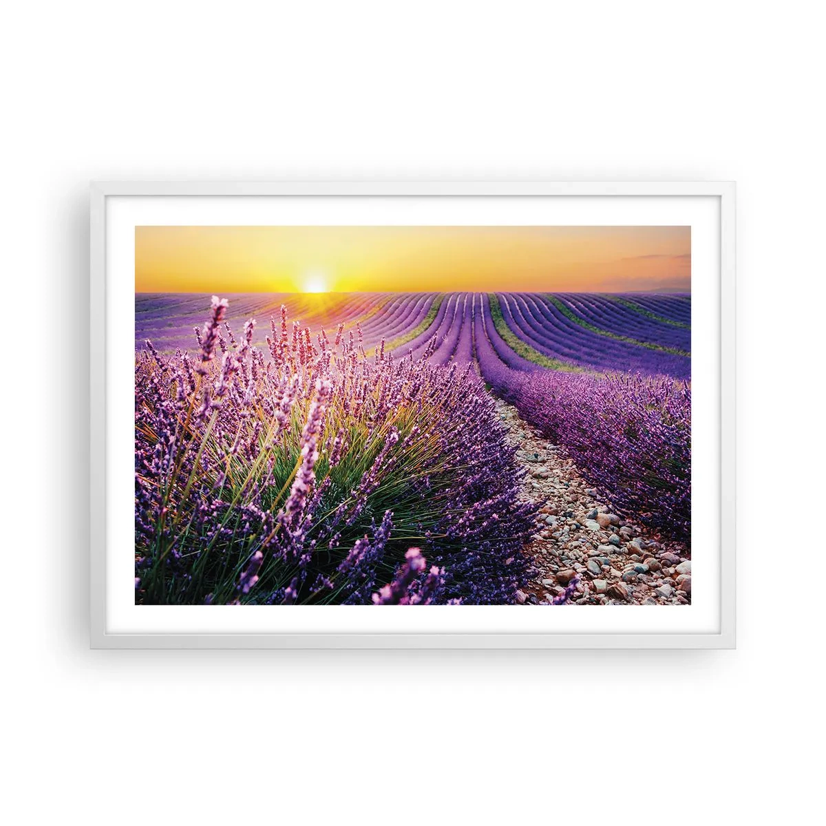 Poster în ramă albă - Câmpul parfumat - 70x50 cm