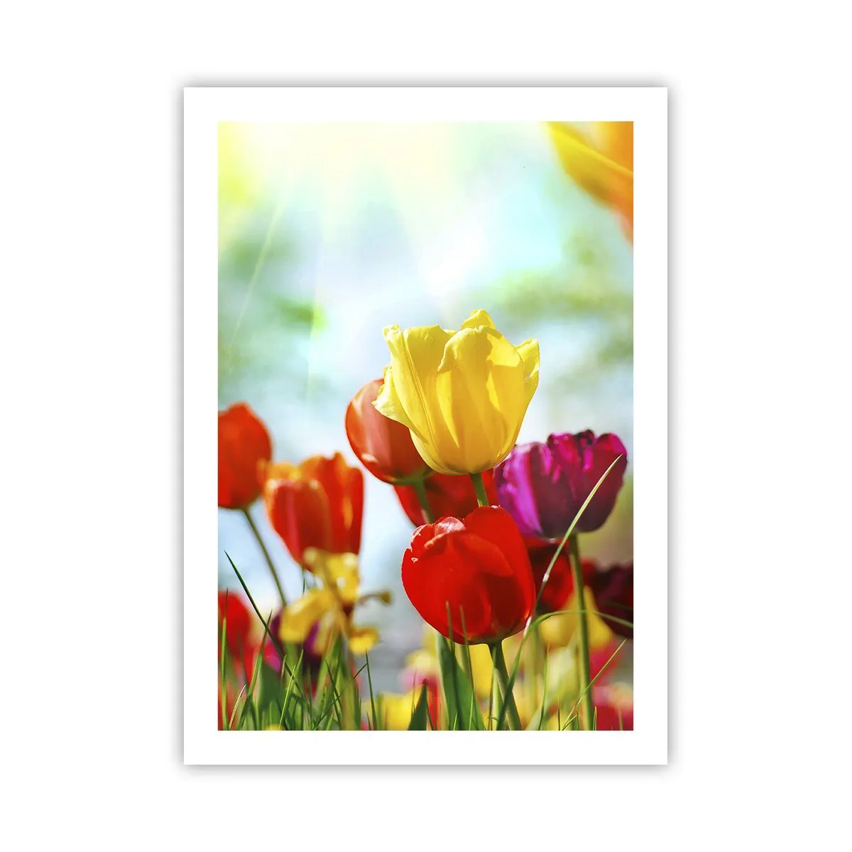 Poster - Toate culorile soarelui - 50x70 cm