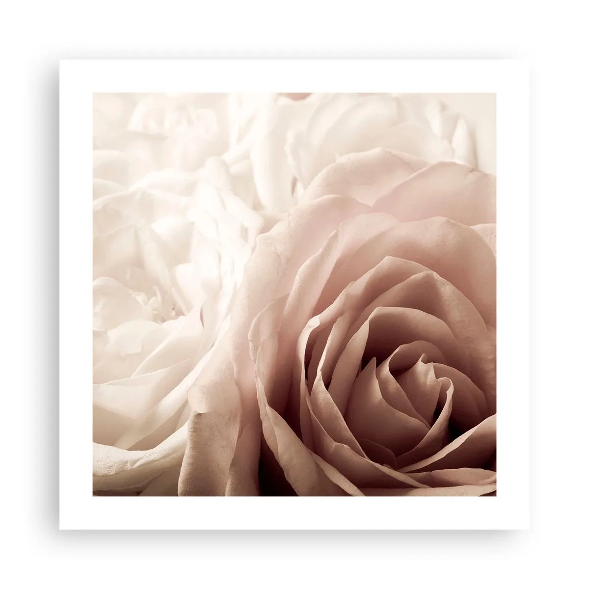 Poster - În inima unui trandafir - 50x50 cm
