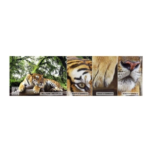 Mostră tapet Premium Canvas - Cu respect - Tigru, Animale, Prădător - 100x30 cm