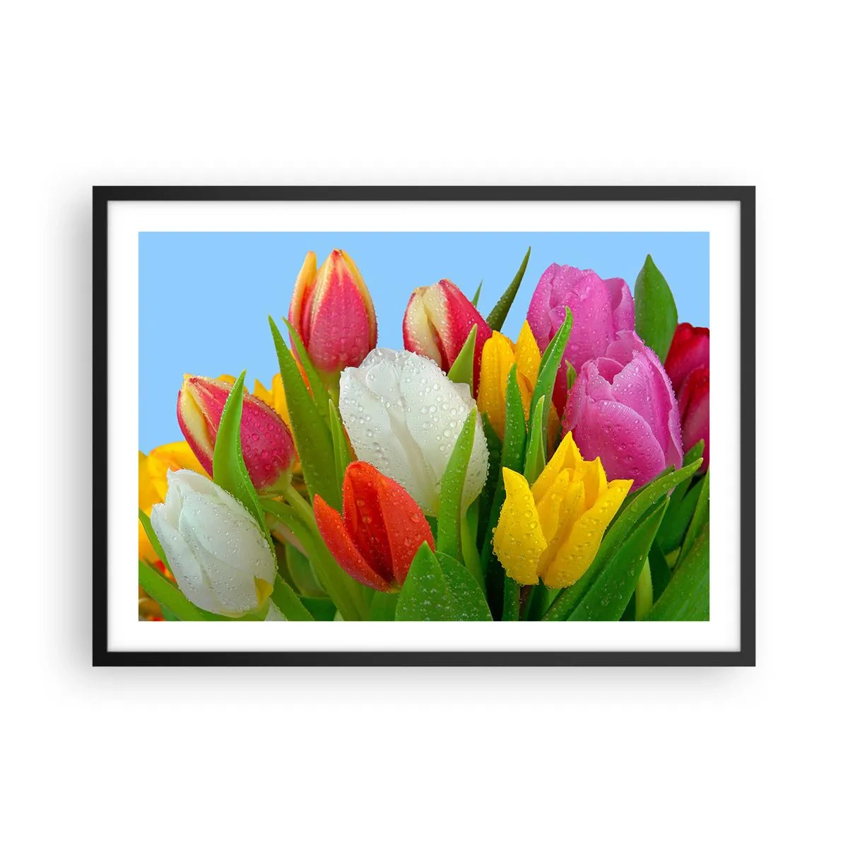 Poster în ramă neagră - Un curcubeu floral în picături de rouă - 70x50 cm