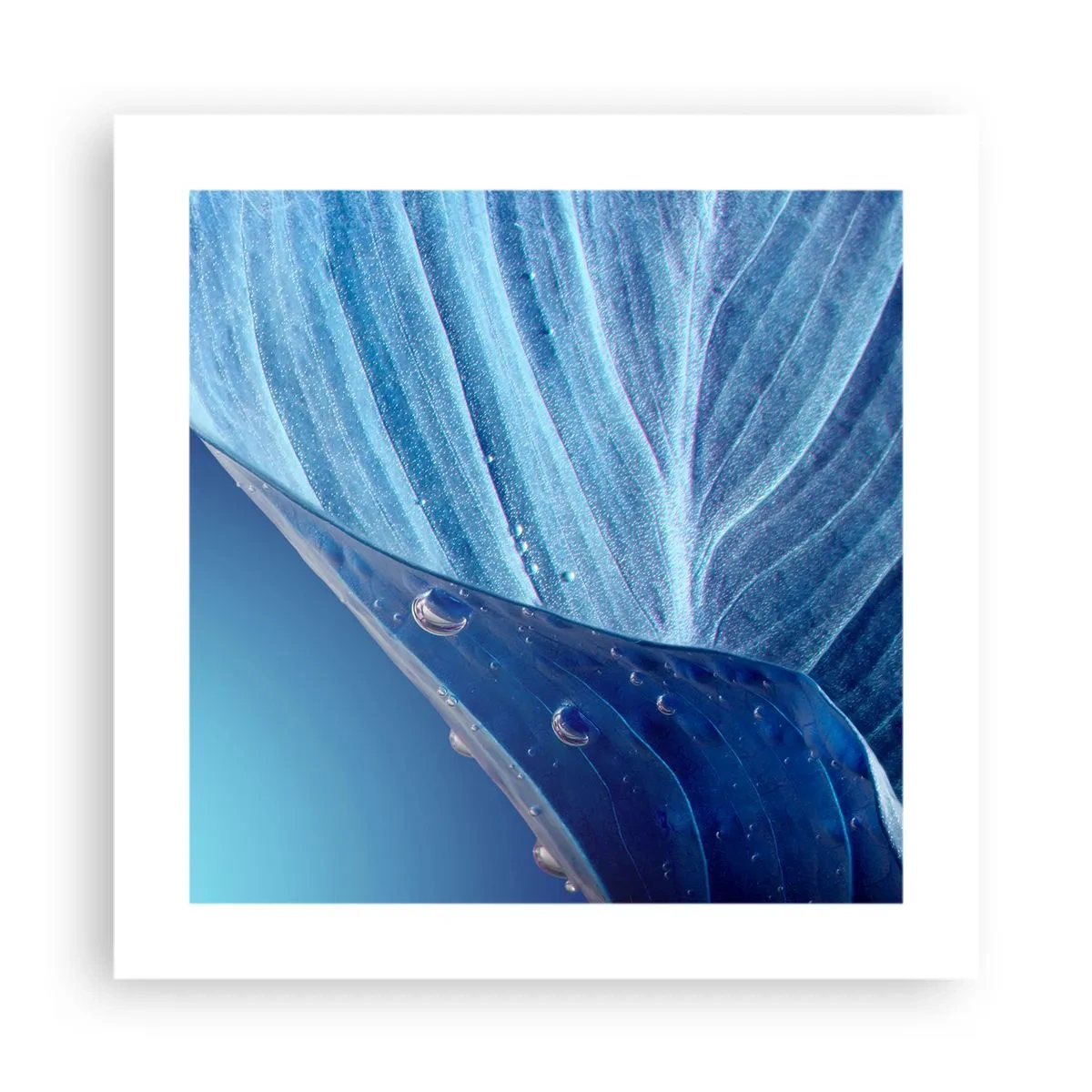 Poster - Picături ascunse de albastru - 40x40 cm