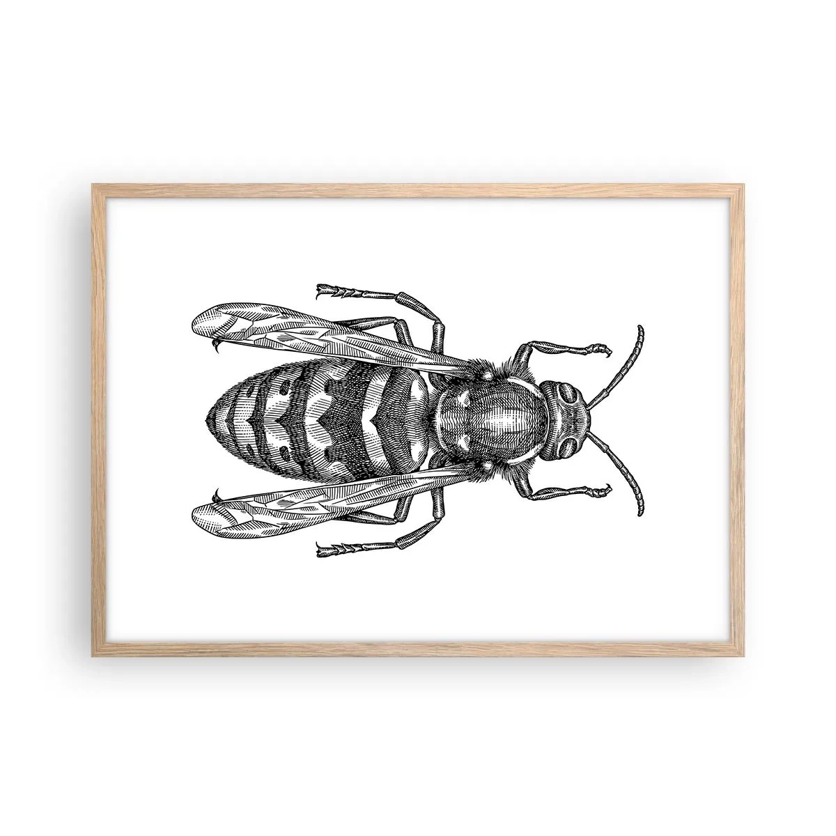 Poster în ramă de stejar deschis - De pe o planetă de insecte - 70x50 cm