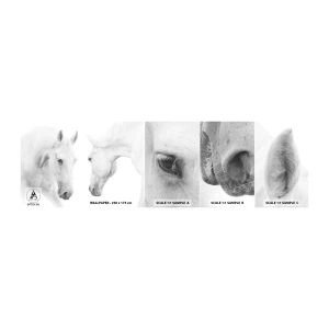 Mostră tapet autocolant Deluxe Sticker - Este aceasta o prietenie...? - Cai, Natură, Animale - 100x30 cm