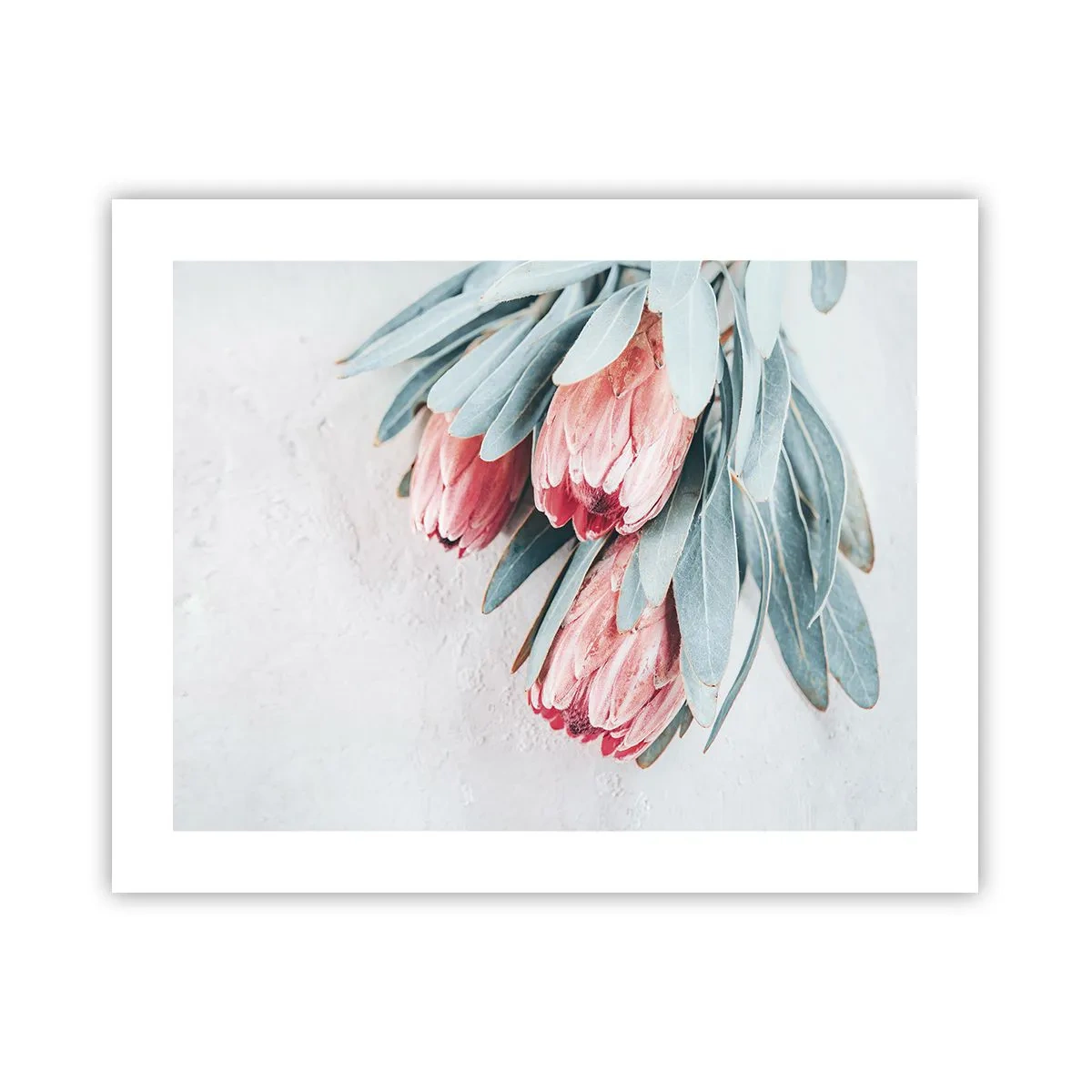 Poster - Rușinate de propria lor frumusețe - 50x40 cm