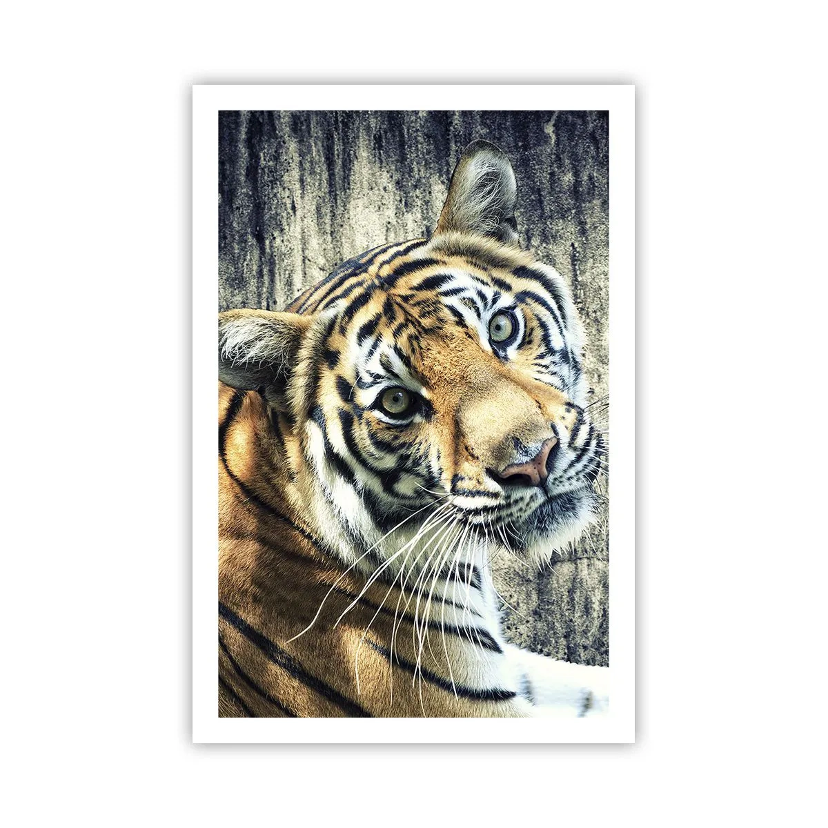 Poster - Portret în fluxuri de lumină - 61x91 cm