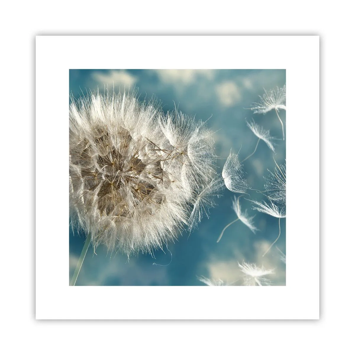 Poster - Respirația unui înger - 30x30 cm