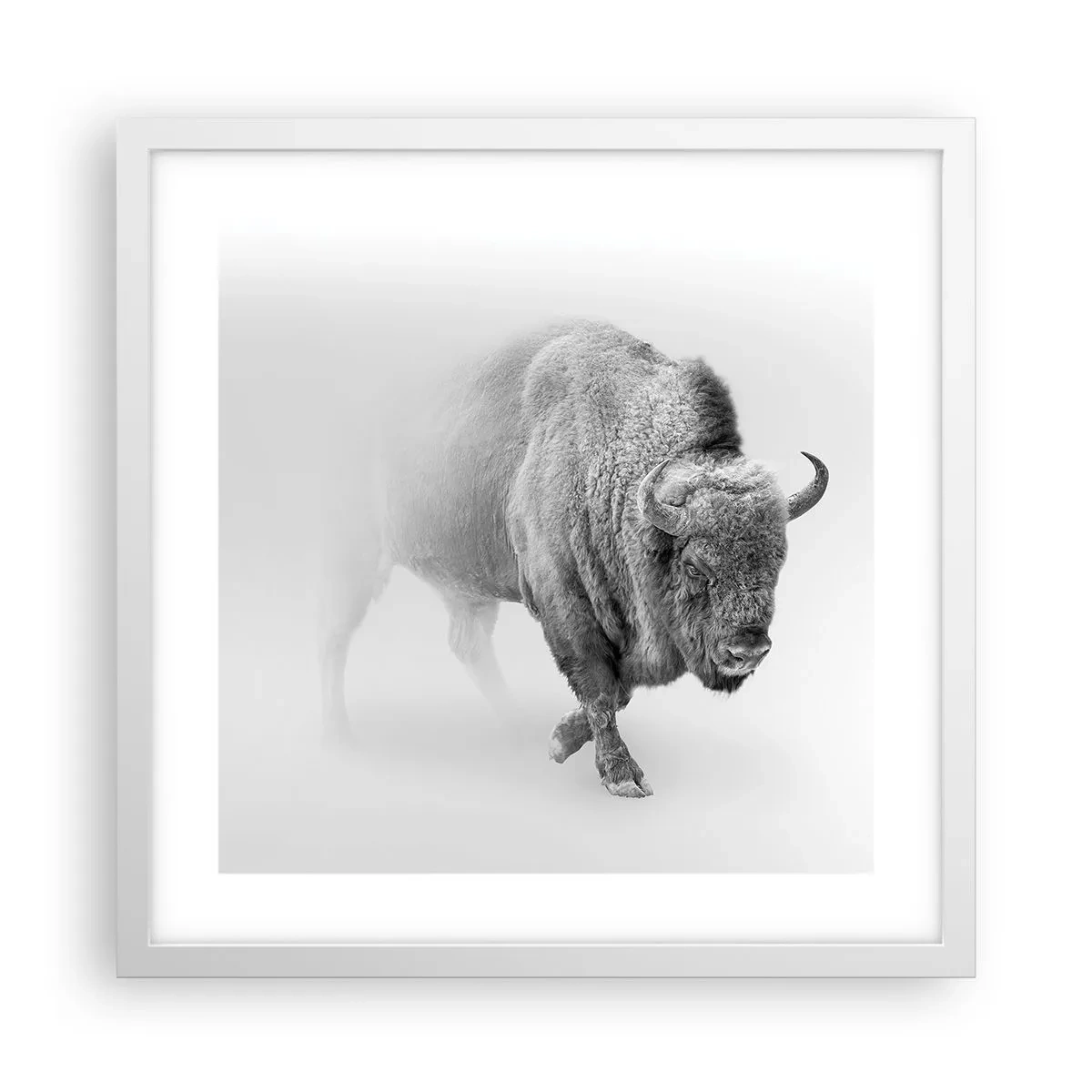 Poster în ramă albă - Regele preriilor - 40x40 cm