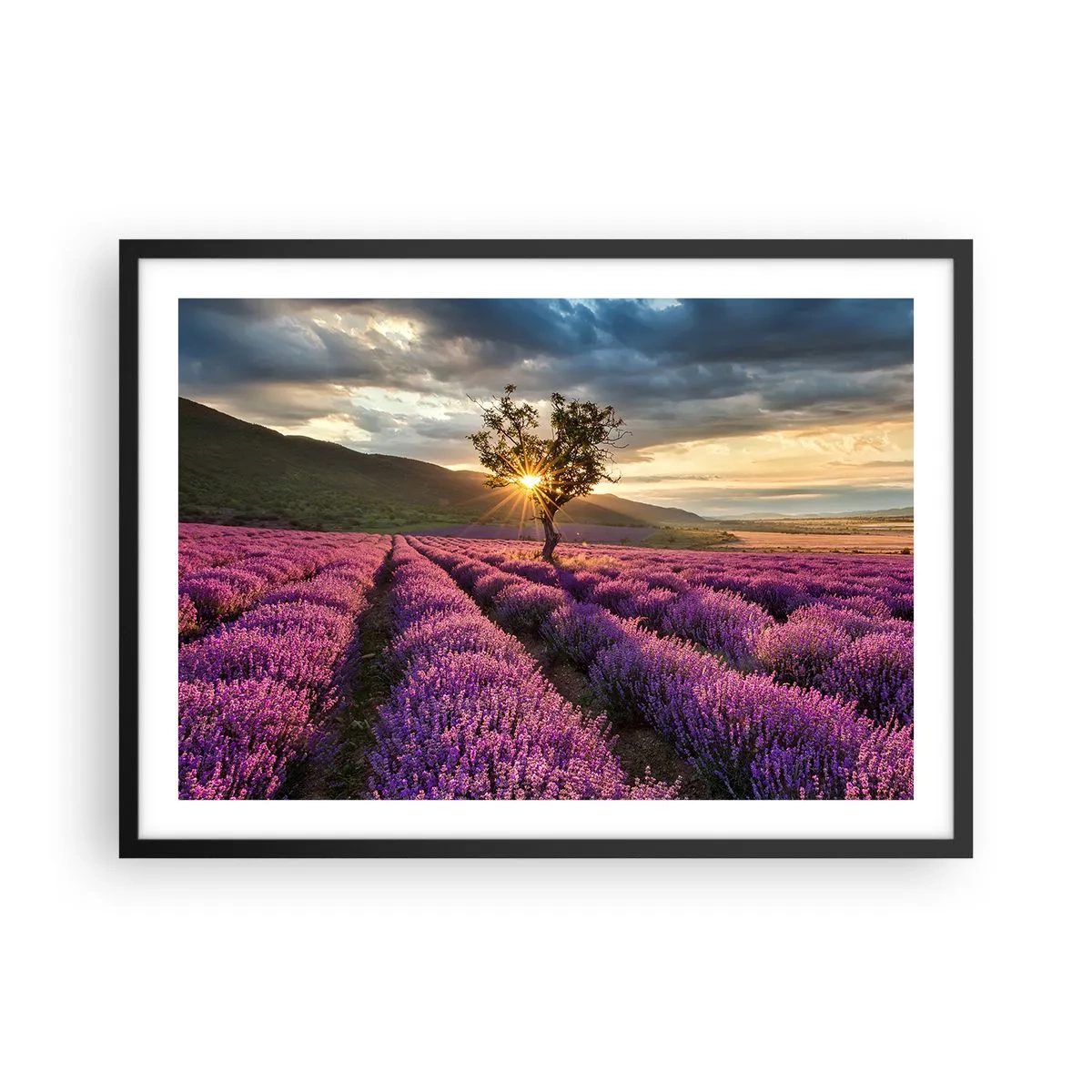 Poster în ramă neagră - Aroma în liliac - 70x50 cm