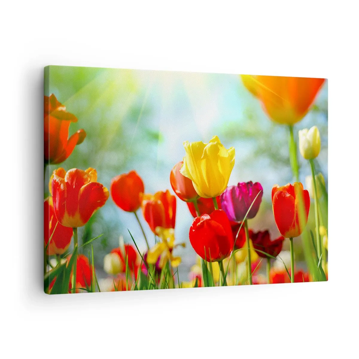 Tablou pe pânză Canvas - Lalele colorate în soare - 70x50cm - Toate culorile soarelui - Decorațiune modernă pentru perete pentru living și dormitor ARTTOR