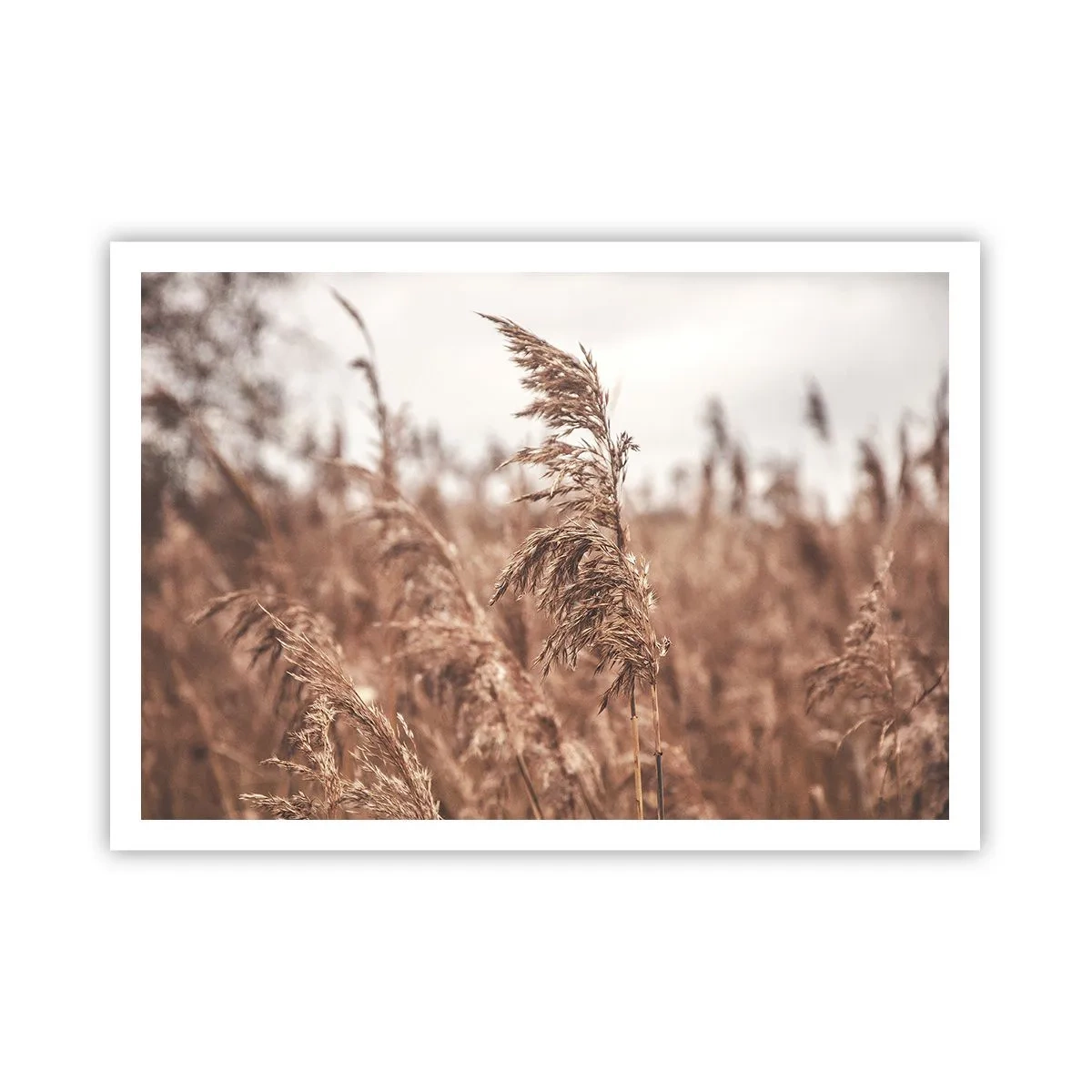 Poster - Toamna pe câmpuri - 100x70 cm