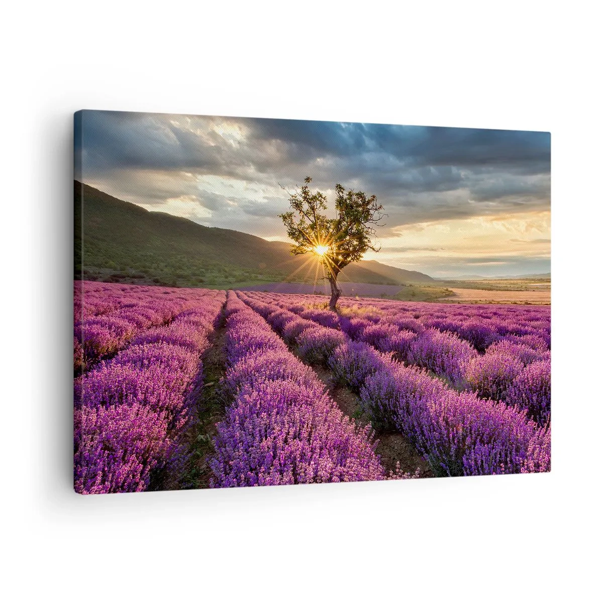 Tablou pe pânză Canvas - Un câmp de lavandă cu un copac singuratic la apus - 70x50cm - Aroma în liliac - Decorațiune modernă pentru perete pentru living și dormitor ARTTOR