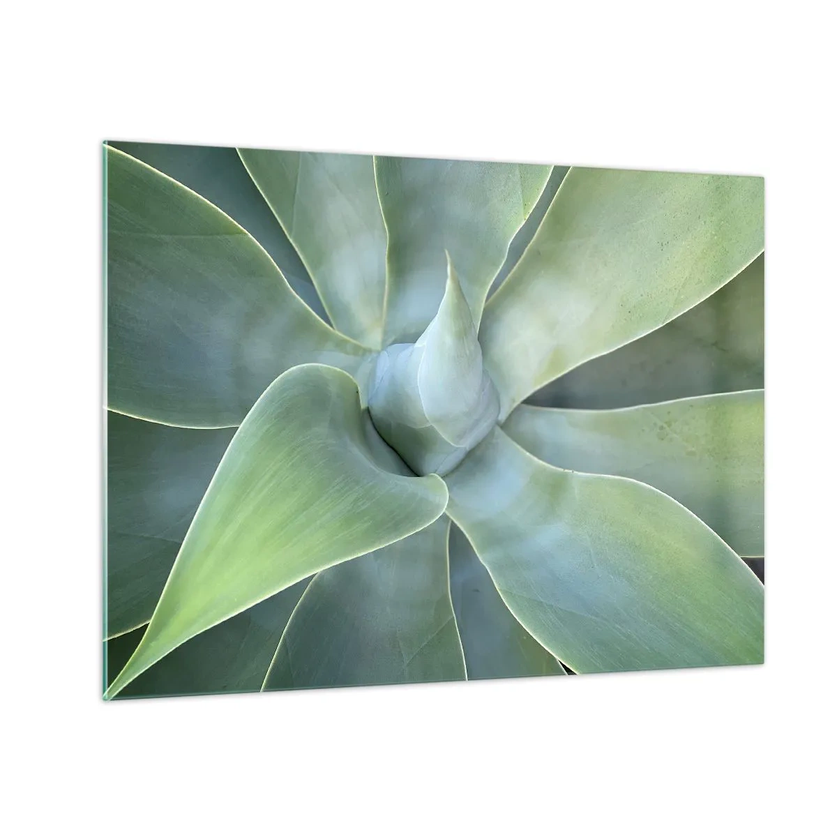 Tablou pe sticlă - Fotografie macro a unei plante verzi cu frunze spiralate - 70x50cm - Nașterea verdeții - Decorațiune modernă pentru perete pentru living și dormitor ARTTOR