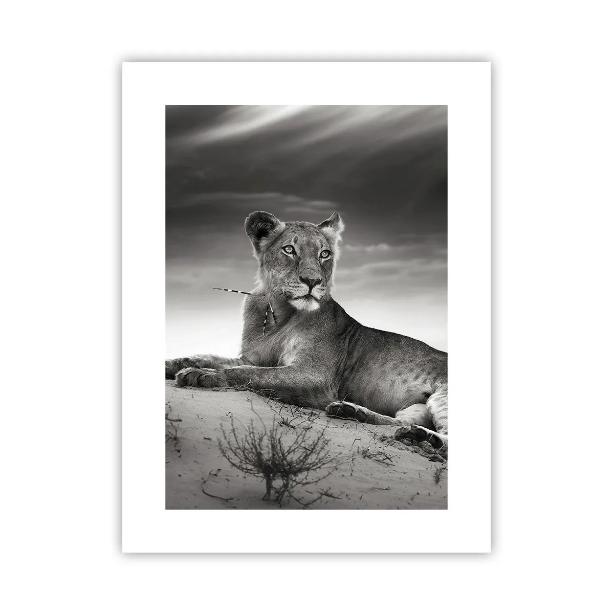 Poster - Odihna reginei deșertului - 30x40 cm