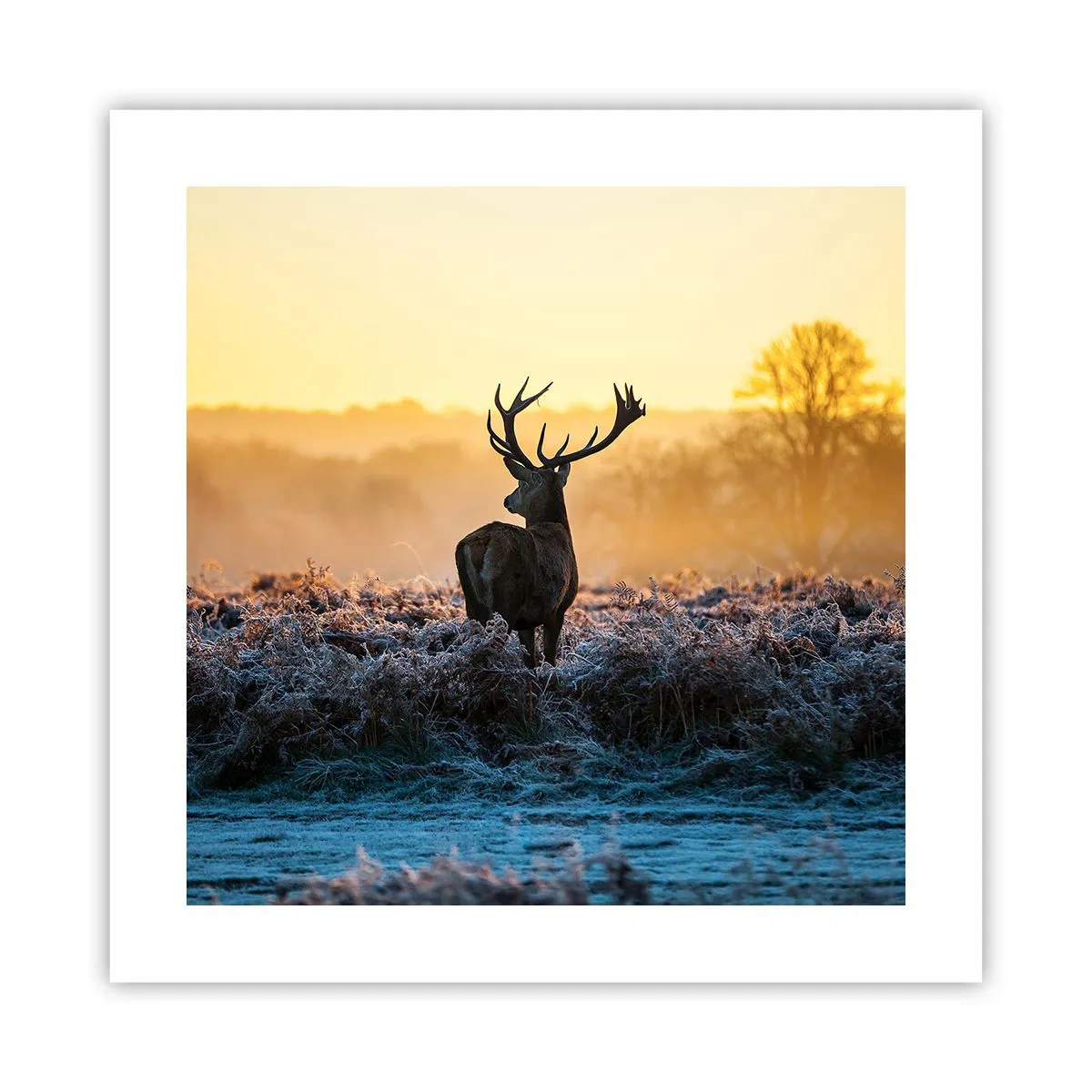 Poster - Încoronat pe domeniul său - 40x40 cm