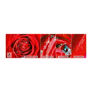 Mostră tapet Premium Canvas - În picături de rouă - Flori, Trandafir roșu, Dragoste - 100x30 cm