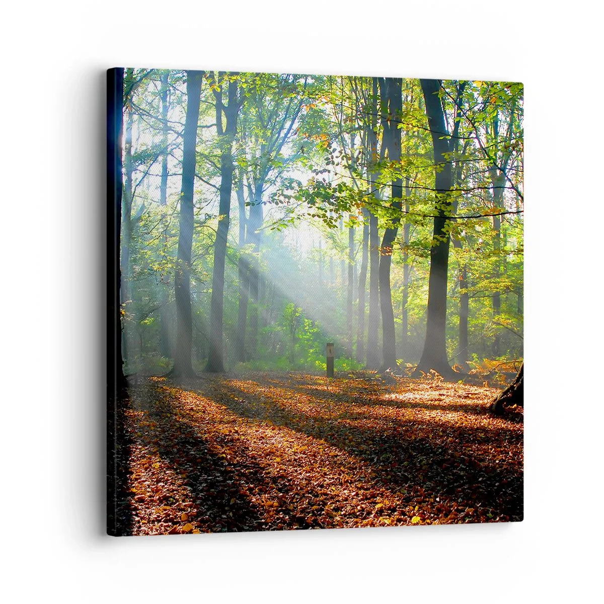 Tablou pe pânză - Străluciri și umbre - 30x30 cm