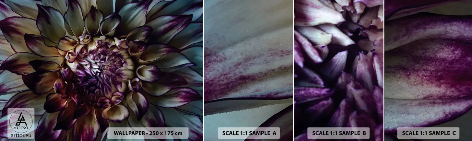 Mostră de Tapet Standard Eco - Înflorirea tinereții - Flori, Dalie, Floare înflorită - 100x30 cm