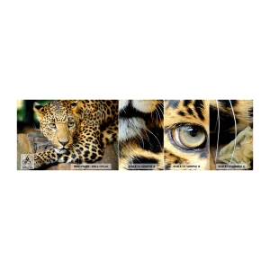 Mostră tapet autocolant Deluxe Sticker - Nu-ți fie teamă, apropie-te - Animale, Panteră, Pisica sălbatică - 100x30 cm