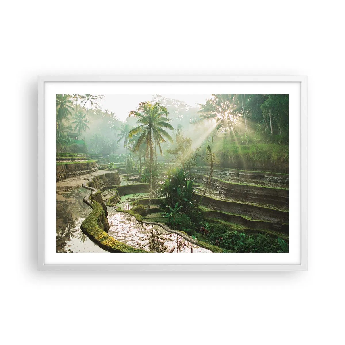 Poster în ramă albă - Crescând la soare - 70x50 cm